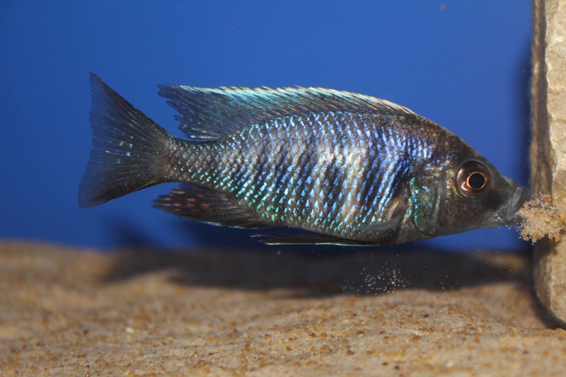 Copadichromis parvus 'Metangula'